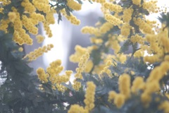 shibuya yellow