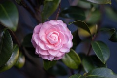 Hana