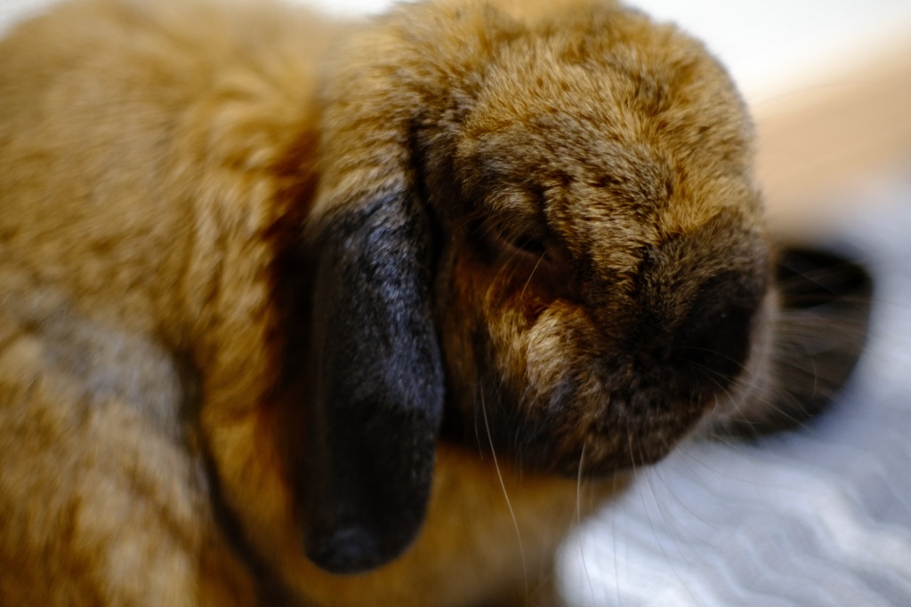 うさぎ