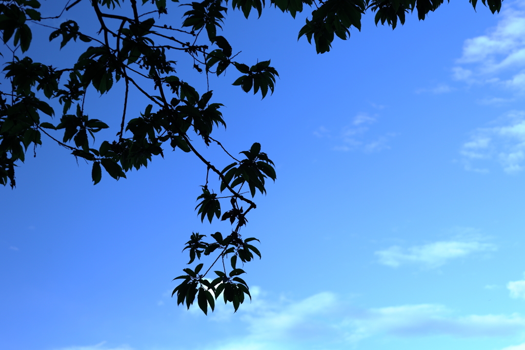 空色に緑