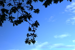 空色に緑