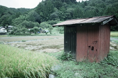 雨の田