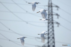 野鳥撮影