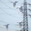 野鳥撮影