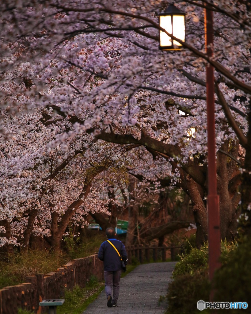 夕焼けと桜