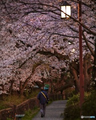 夕焼けと桜