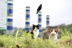 多摩川野良猫二頭