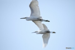 野鳥撮影