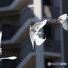 野鳥撮影