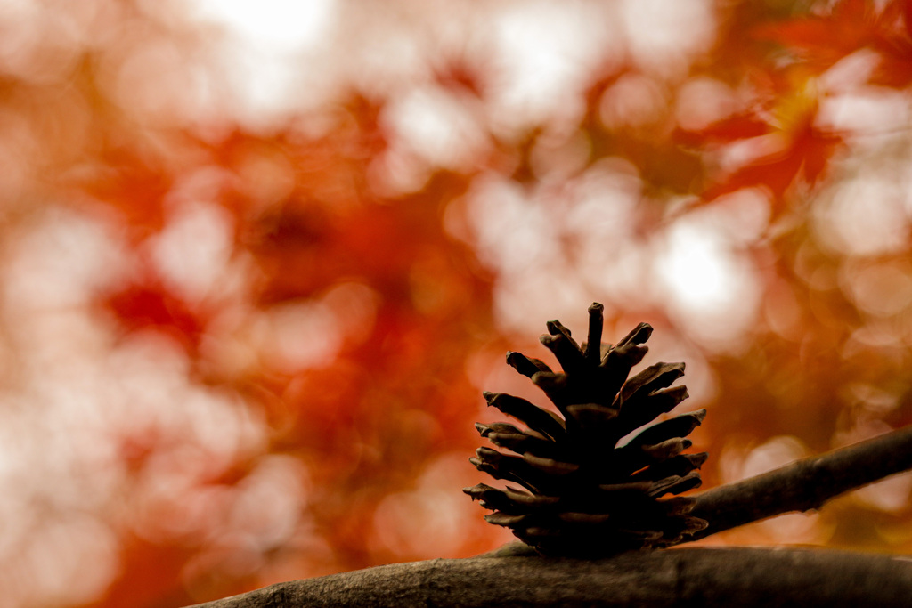 紅葉4