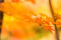 紅葉5