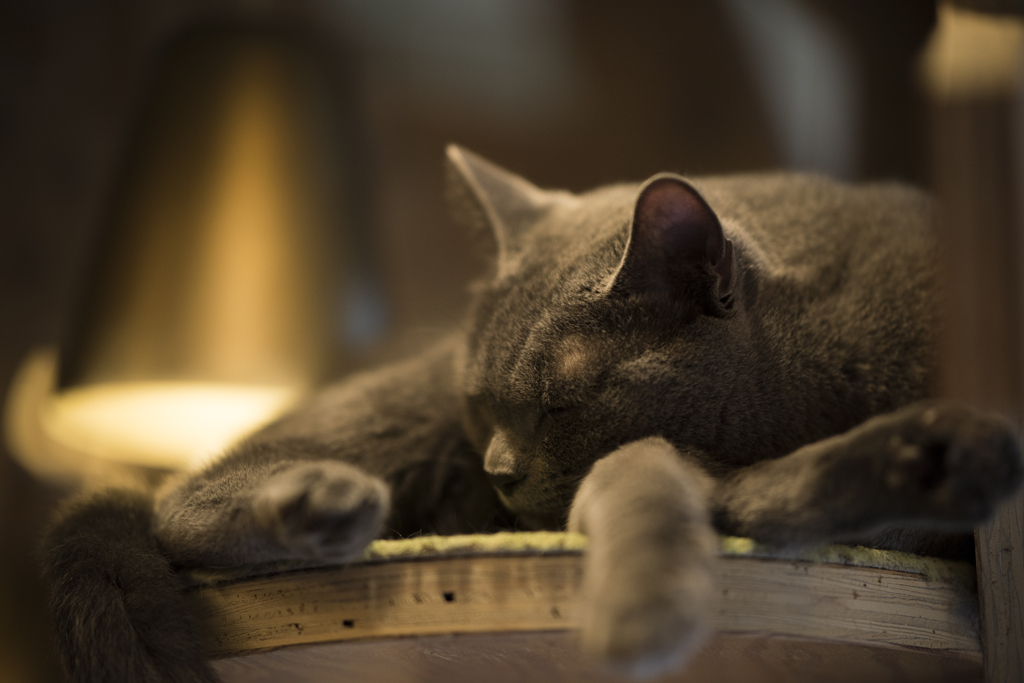 Cat