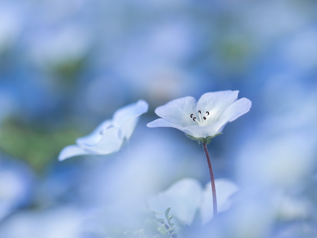 水色のほほえみ