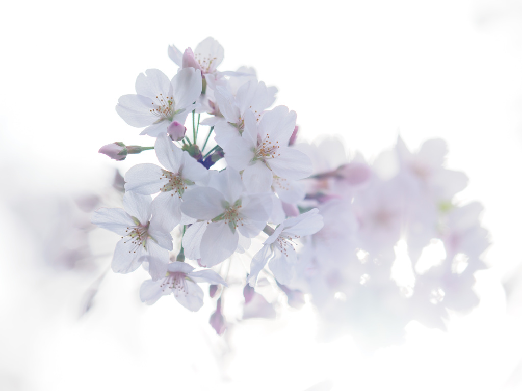 溶桜