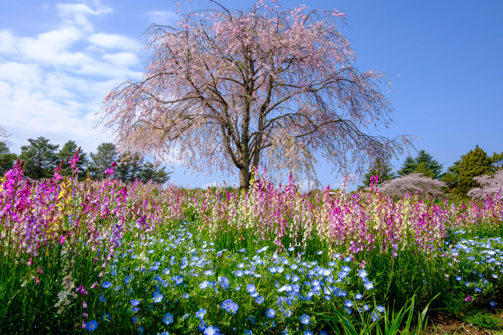 花咲く季節