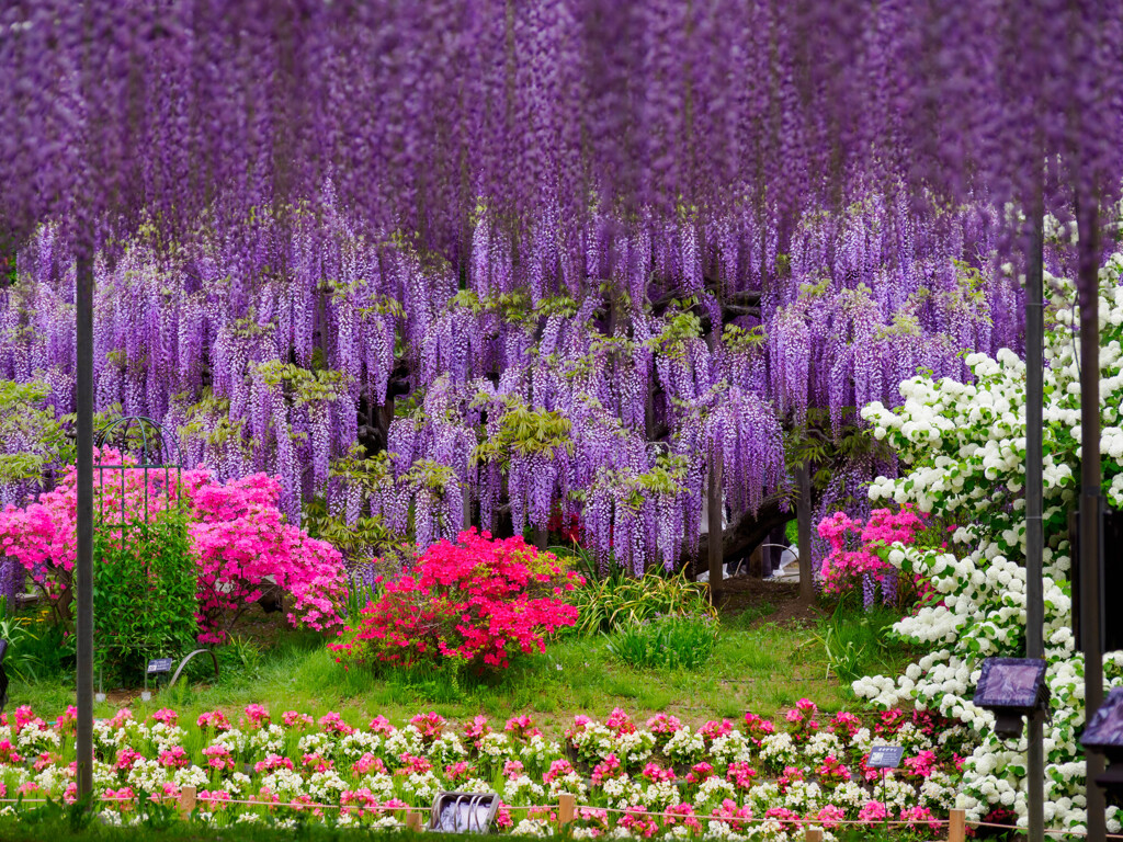 彩花壇