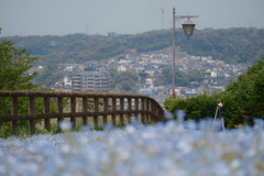花咲く丘より