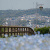 花咲く丘より