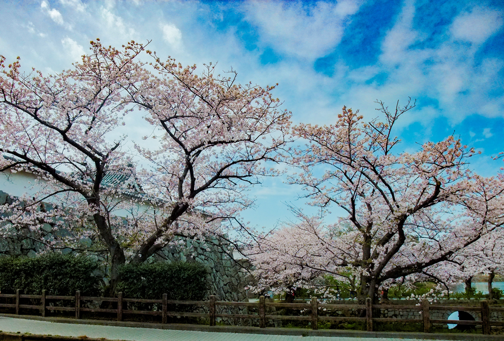 お城の桜