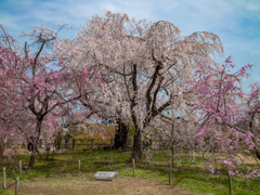 枝垂桜