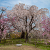 枝垂桜