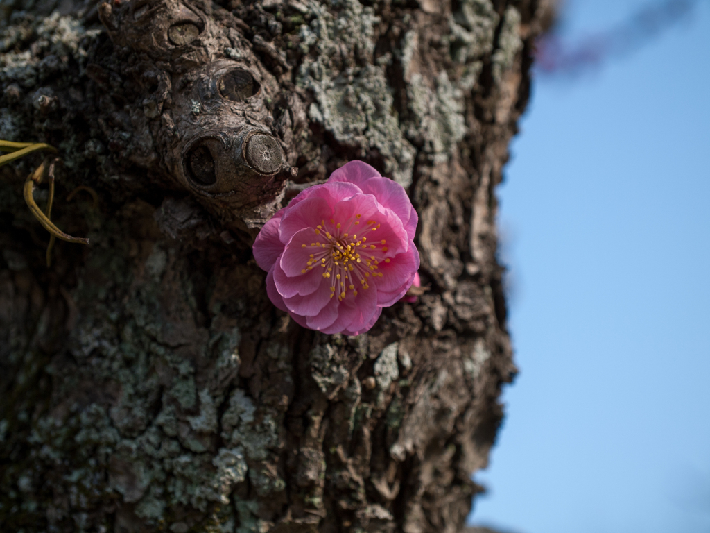 梅の花