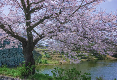 福岡城址の桜