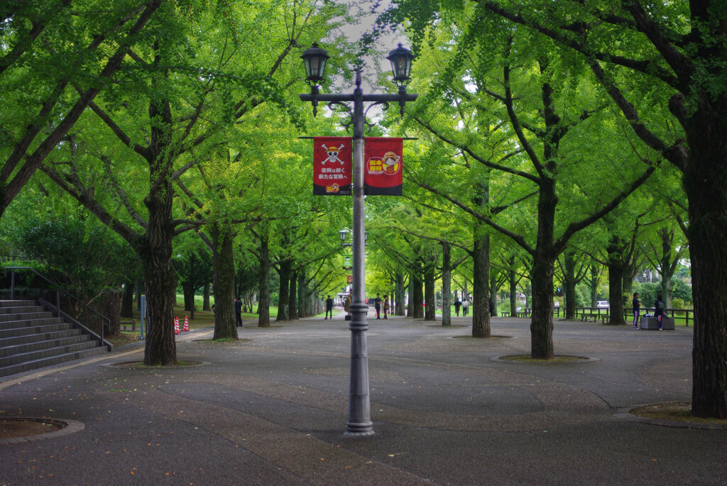 銀杏並木