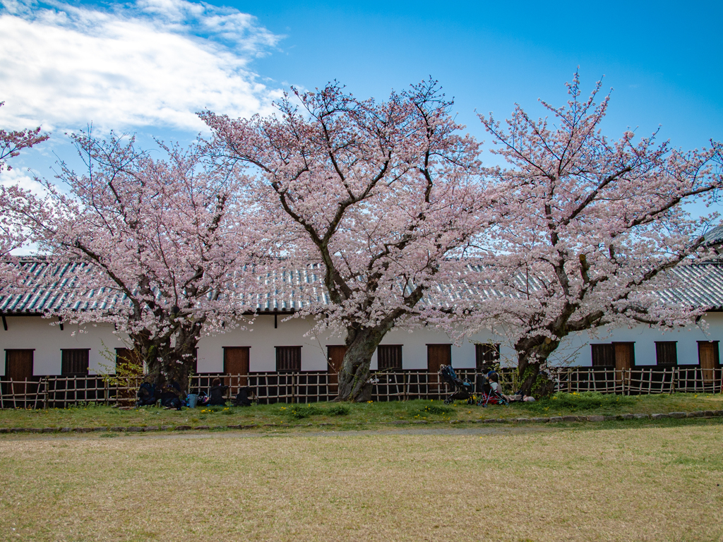 三連桜