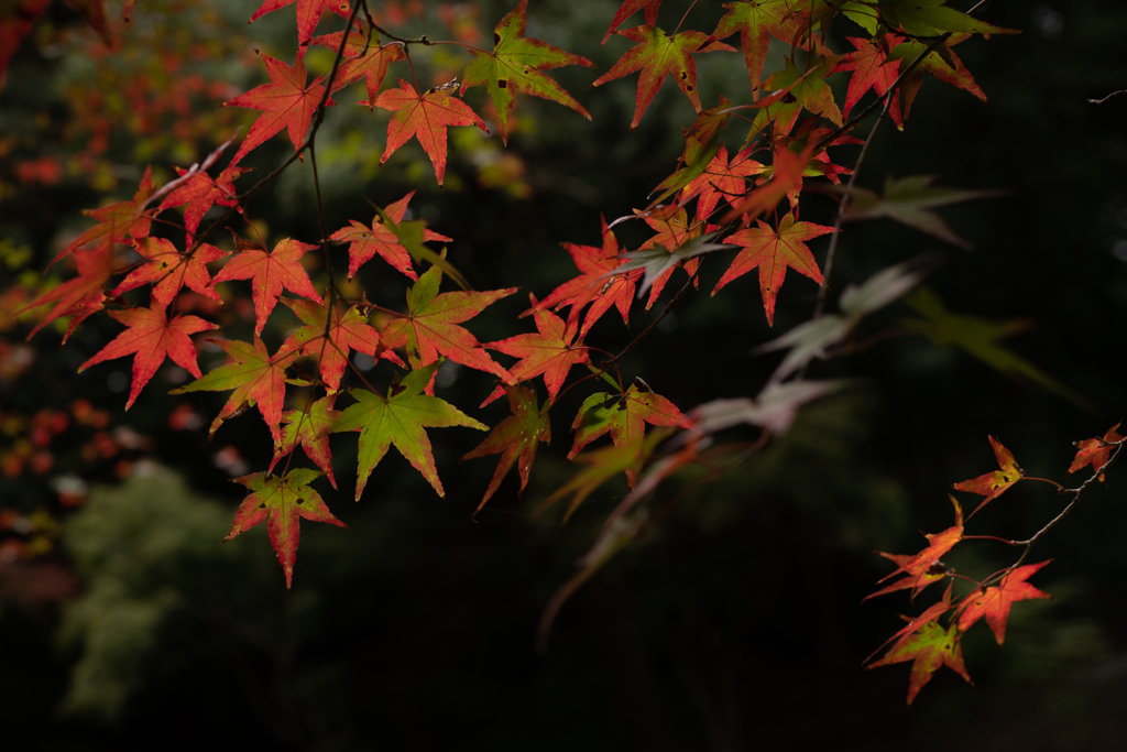 紅葉