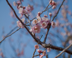 梅の花