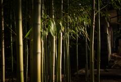 shinning bamboo
