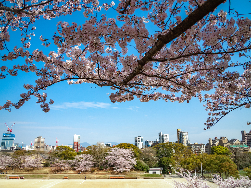 桜