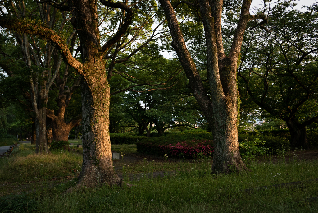 夕陽に光る大きな木