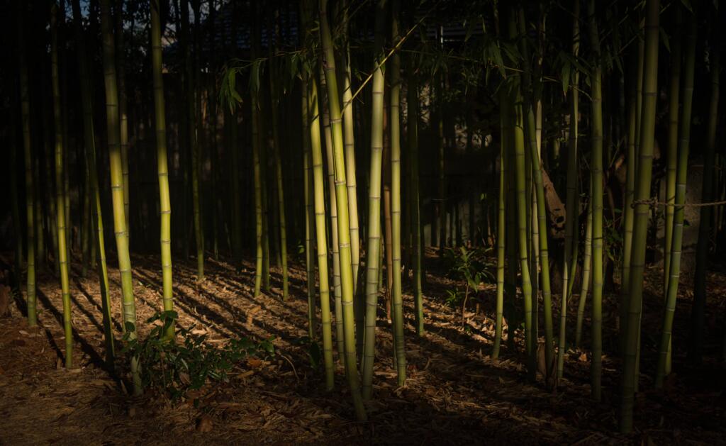 夕刻の小さな竹林