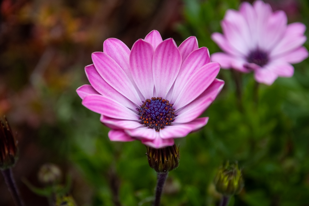 Osteospermum 