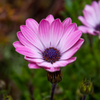 Osteospermum 