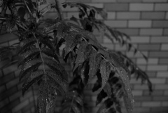 雨と葉