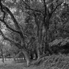 公園の大きな木