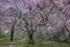 福岡城址の石垣と枝垂桜