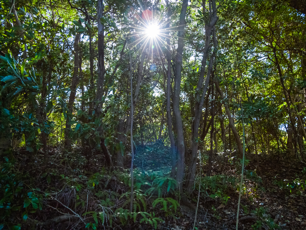 林