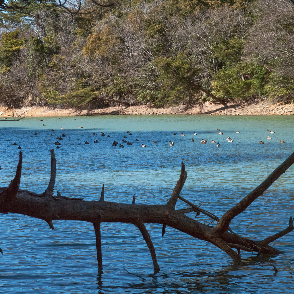朽ち木と湖面のカモ