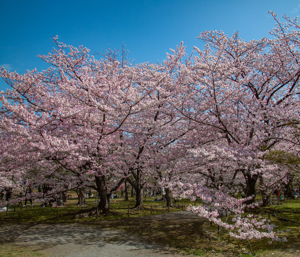 桜