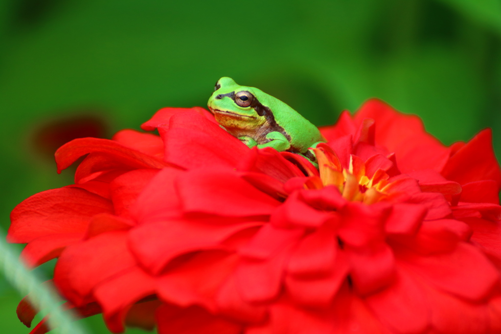 赤い花の上にいるアマガエル