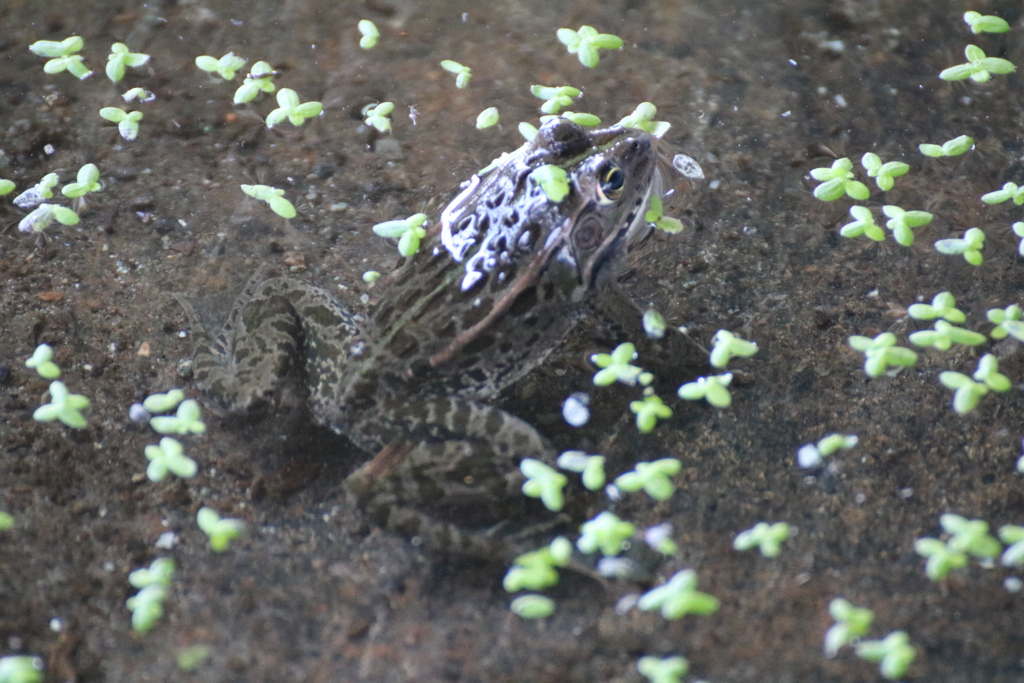 トノサマガエル