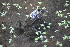 トノサマガエル