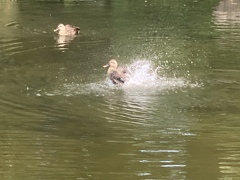 日比谷公園の鴨