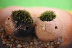 我が家のモスモスちゃん