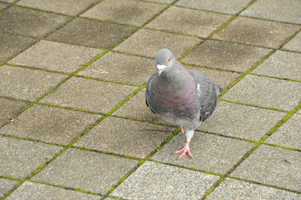 鳩堂々