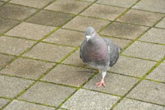 鳩堂々